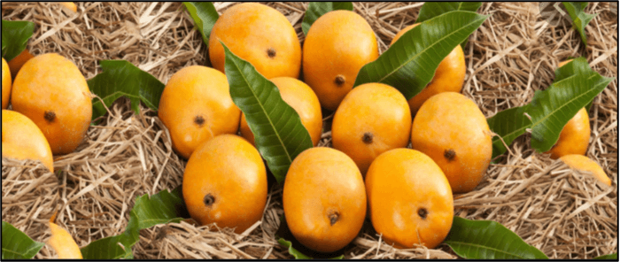 alphonso-pic-1